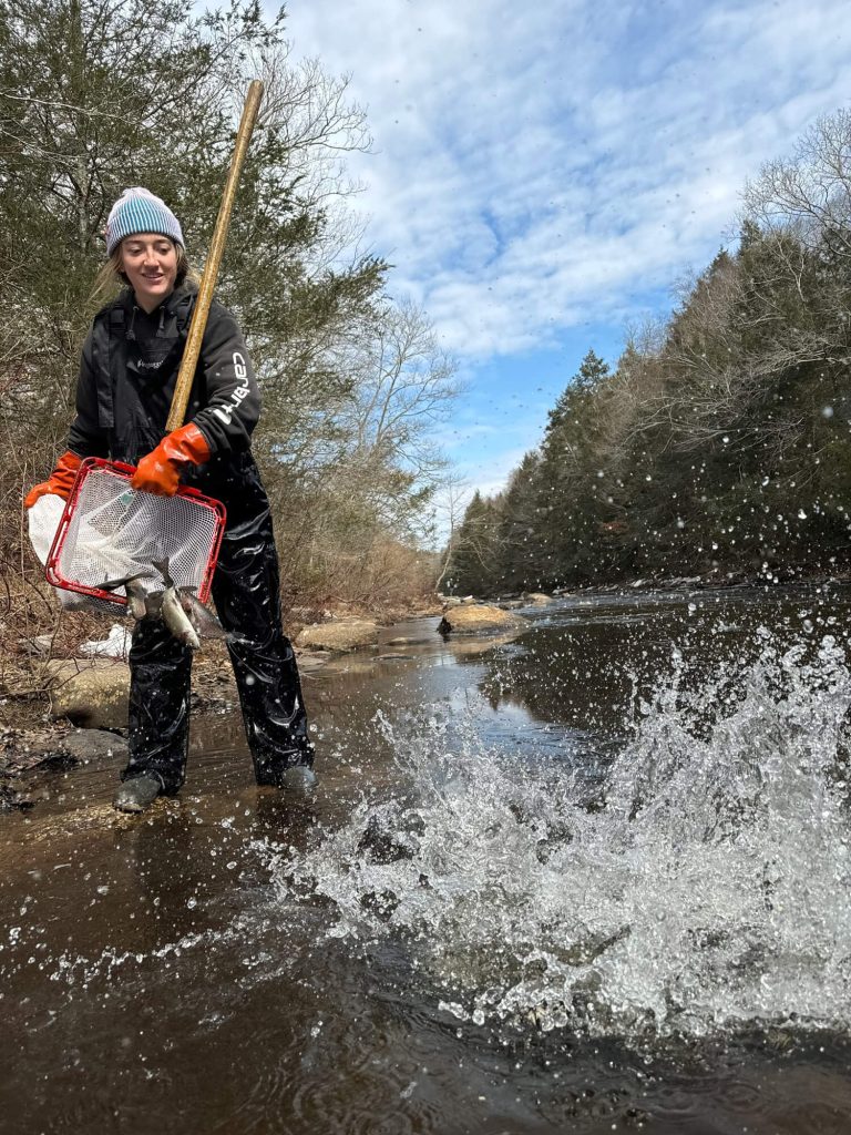 Trout Stocking Ramps Up in Connecticut