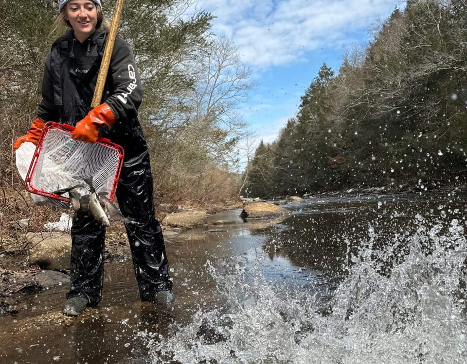 trout-stocking-ct-deep