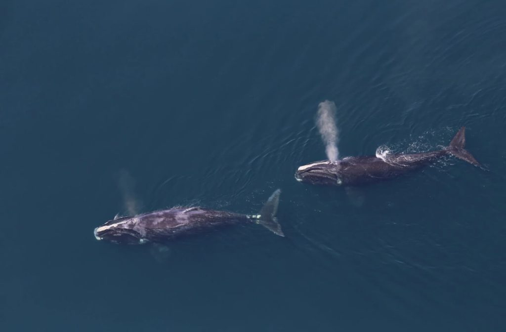 right-whales-tim-cole-noaa -fisheries