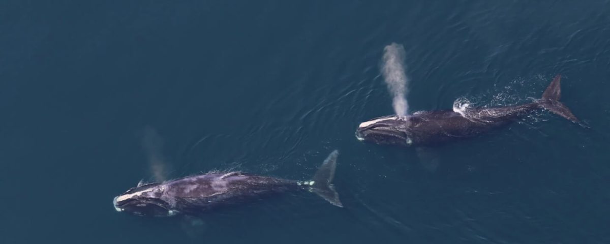 right-whales-tim-cole-noaa -fisheries