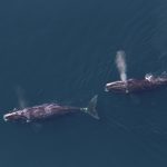 right-whales-tim-cole-noaa -fisheries