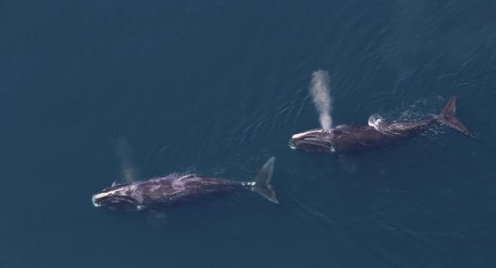 right-whales-tim-cole-noaa -fisheries