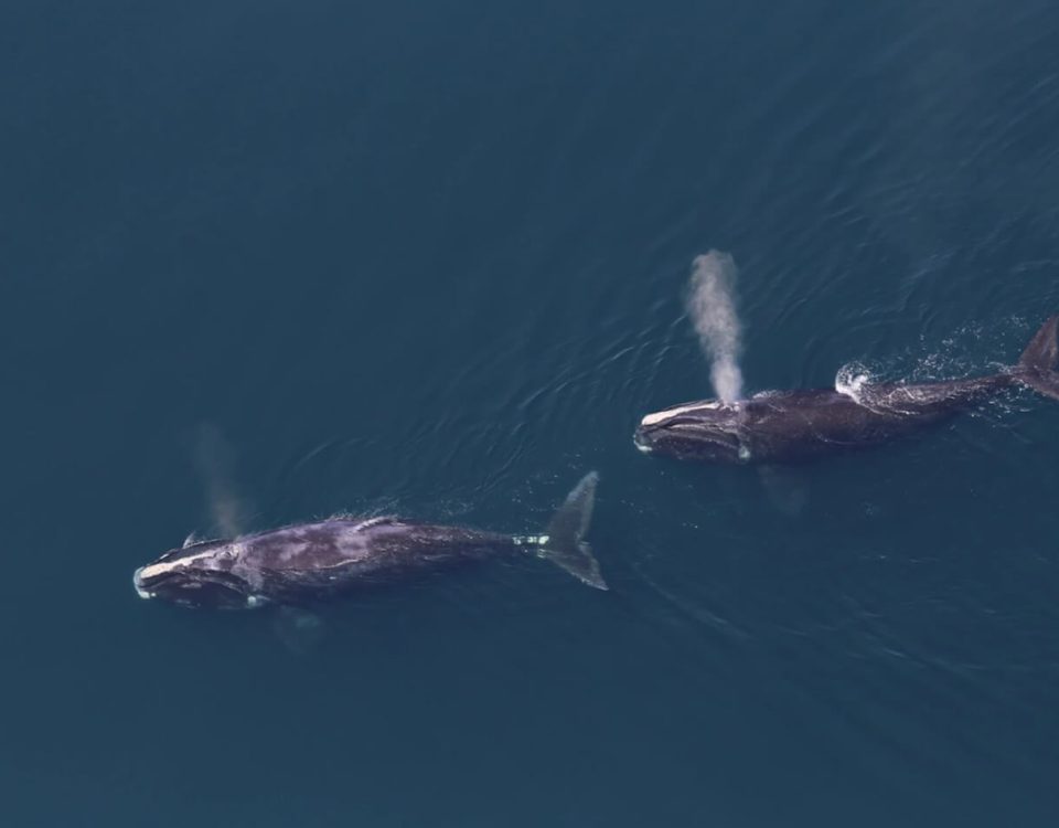 right-whales-tim-cole-noaa -fisheries