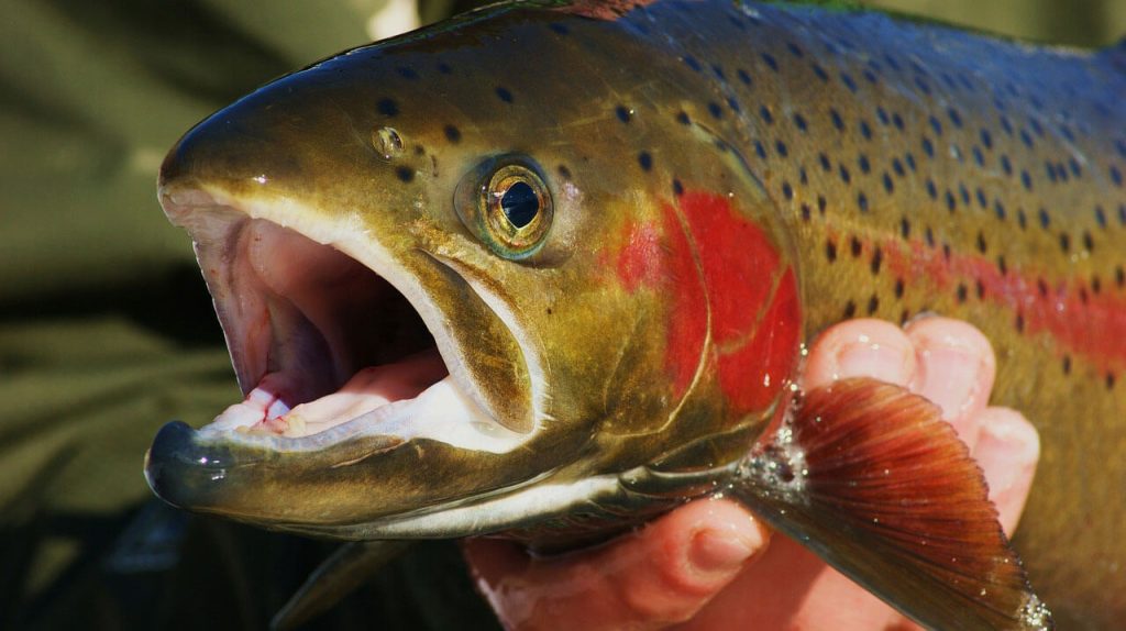 trout-stock-art-pixabay