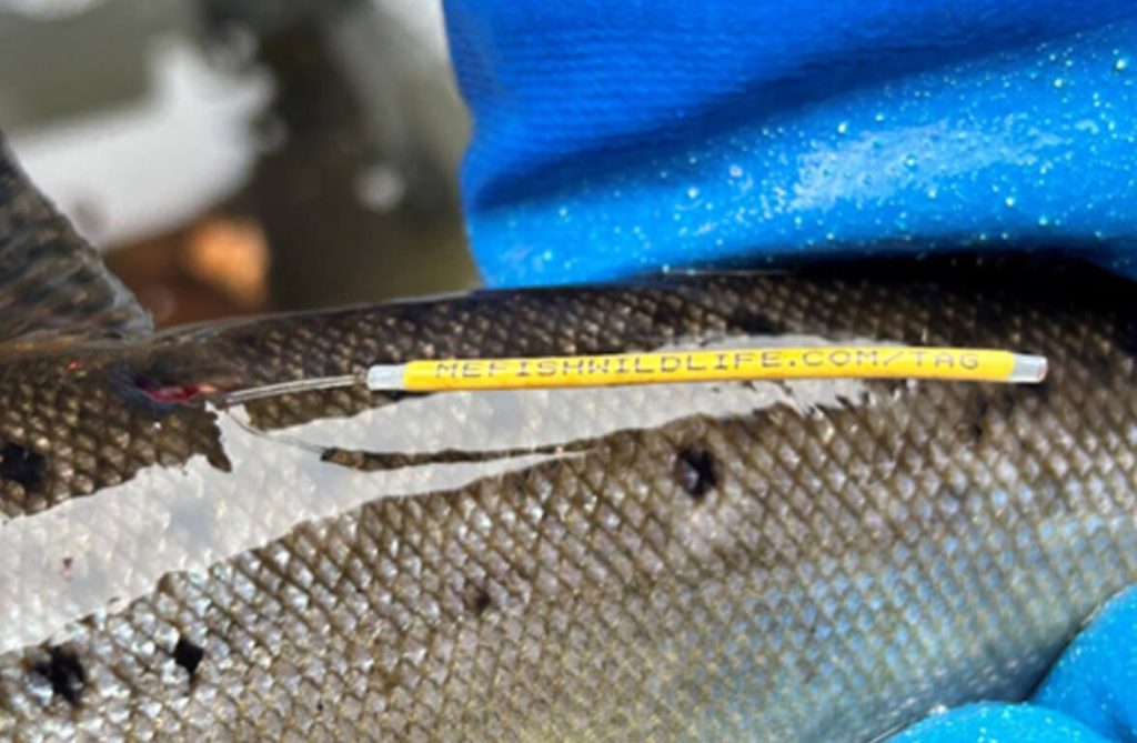 Maine Asks Anglers To Report Tagged Fish