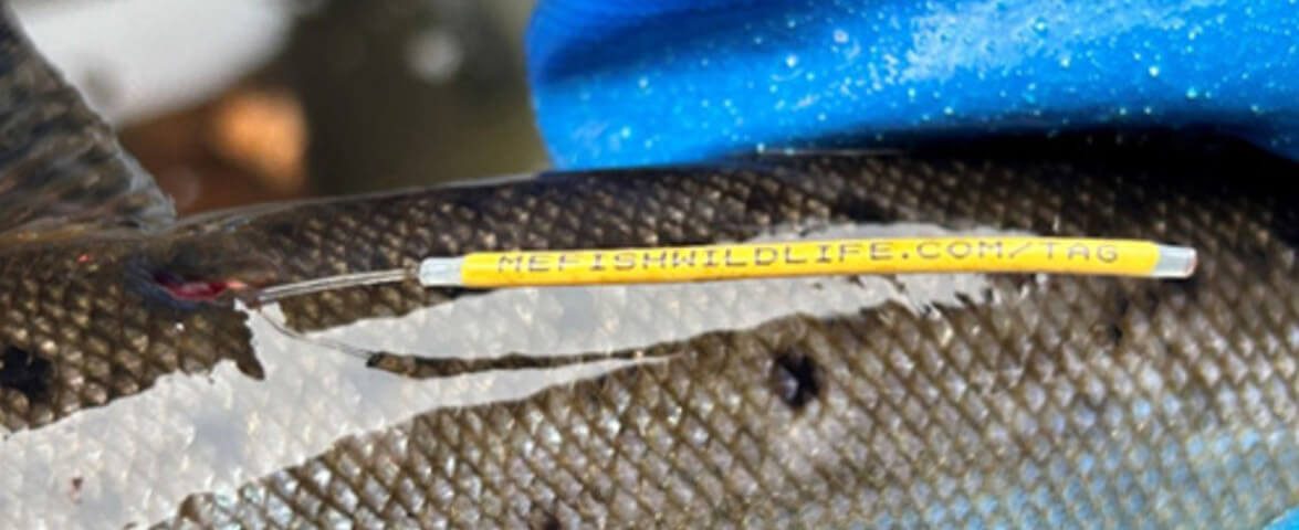 fish-tag-maine-inland-fisheries-and-wildlife-photo