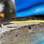 fish-tag-maine-inland-fisheries-and-wildlife-photo