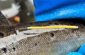 fish-tag-maine-inland-fisheries-and-wildlife-photo