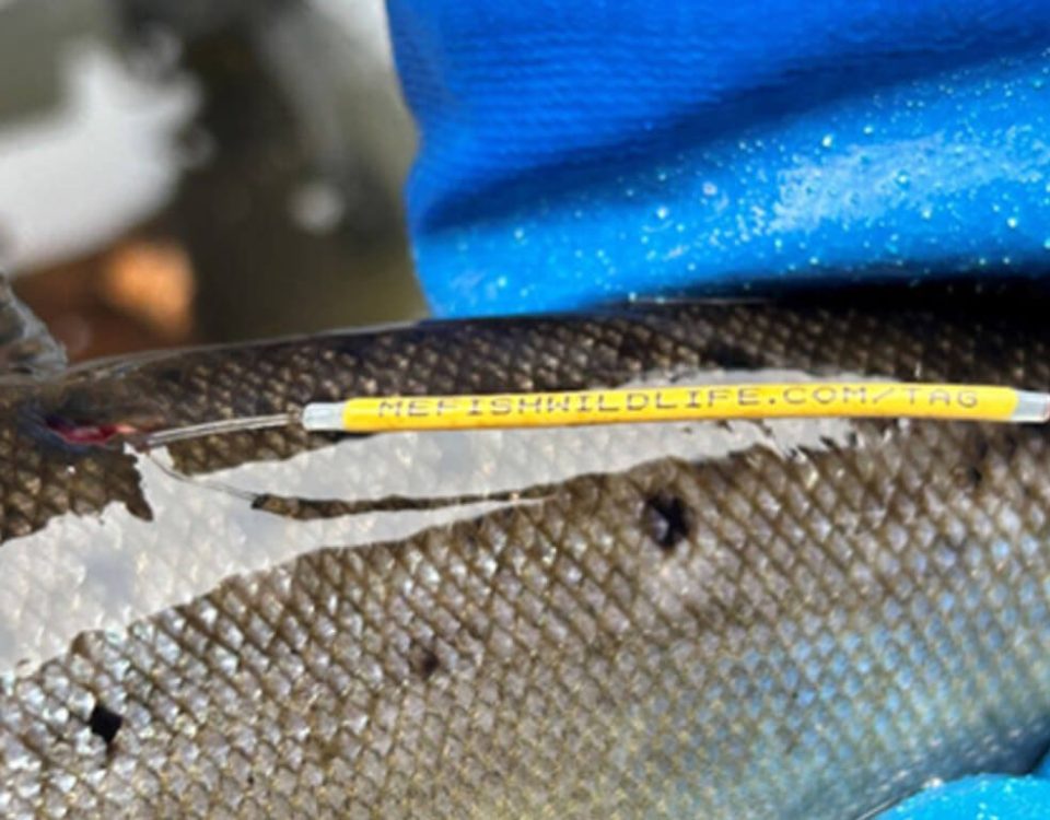 fish-tag-maine-inland-fisheries-and-wildlife-photo