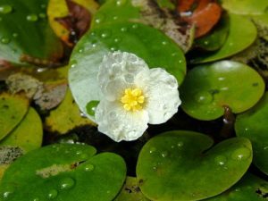 invasive-species-frogbit-me-dept-inland-fisheries