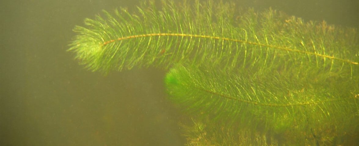 invasive-species-milfoil-me-dept-inland-fisheries