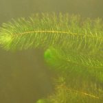 invasive-species-milfoil-me-dept-inland-fisheries