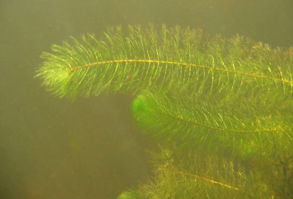 invasive-species-milfoil-me-dept-inland-fisheries
