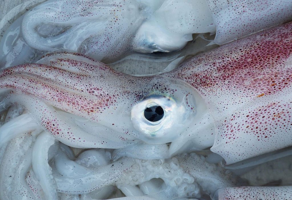 Thousands of Squid Wash Ashore in Provincetown Harbor