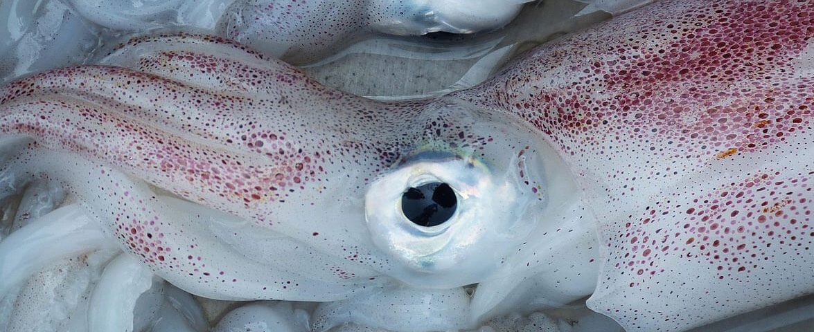 squid-falco-pixabay-photo