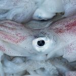 squid-falco-pixabay-photo