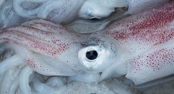 squid-falco-pixabay-photo