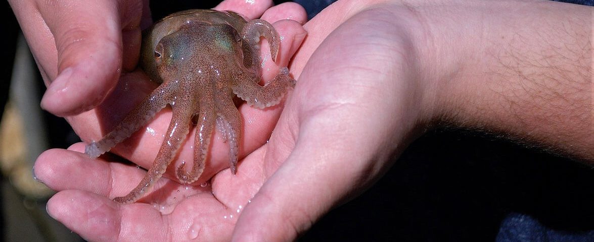 squid-nature-pixabay-photo