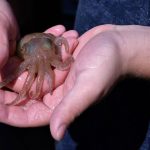 squid-nature-pixabay-photo