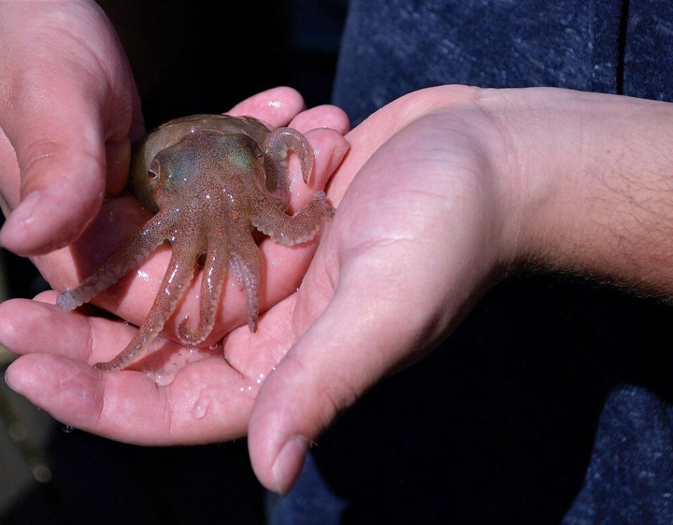 squid-nature-pixabay-photo