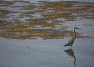 harpswell-jd-bird-700x500