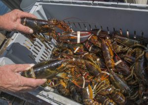harpswell-jd-lobter-from-boats-700x500