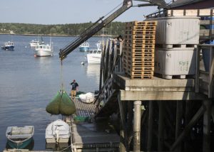 harpswell-jd-processing-catch-700x500