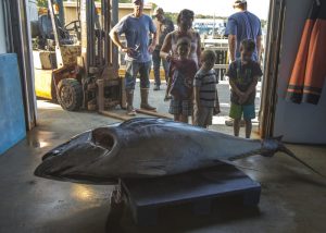 harpswell-jd-tuna-700x500