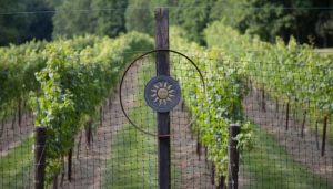 old-lyme-cd-sunset-hill-vineyard-700x400