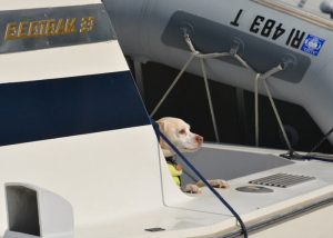 A dog in a life jacket hangs out on the family boat. warren-az-dog-in-life-vest-at-marina-700x500