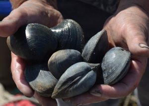 In the hands of a quahog fisherman is the fruit of his labors. warren-az-quohogs-fisherman-hands-700x500