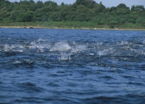 In years past, bluefish have staged enormous blitzes in the upper bay off Warren. warren-az-river-blitz-700x500