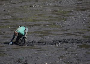 georgetown-jd-digging-for-shells