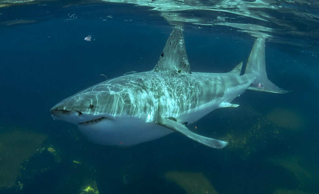 Great White Shark Filmed Eating Seal In Maine