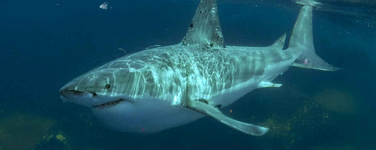 great-white-shark-maine-waters-wikipedia
