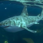 great-white-shark-maine-waters-wikipedia