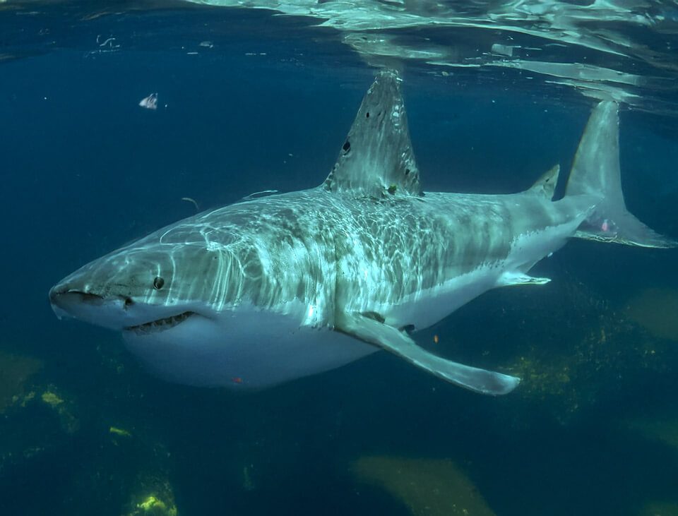 great-white-shark-maine-waters-wikipedia