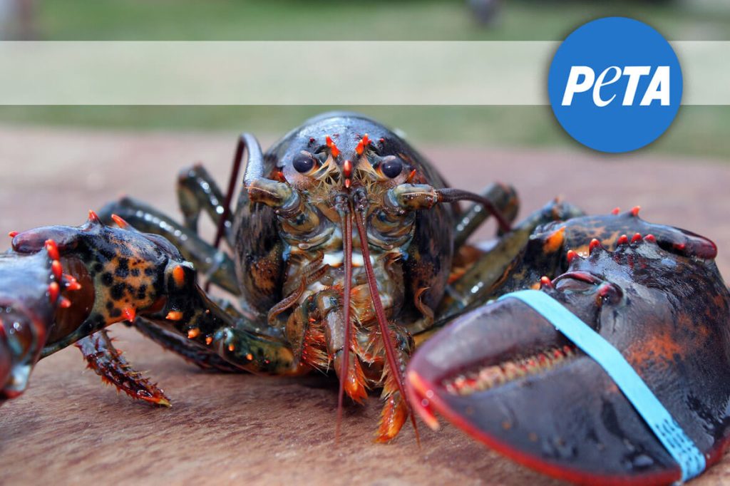 PETA Sues Maine Lobster Festival