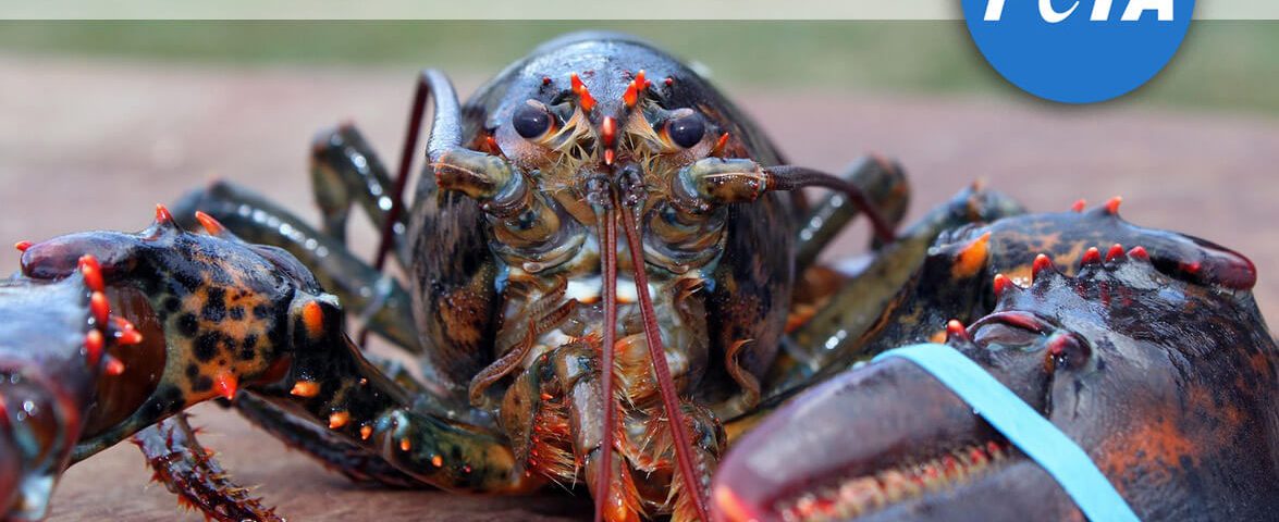 lobster-peta-nebstock