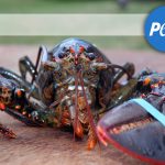 lobster-peta-nebstock