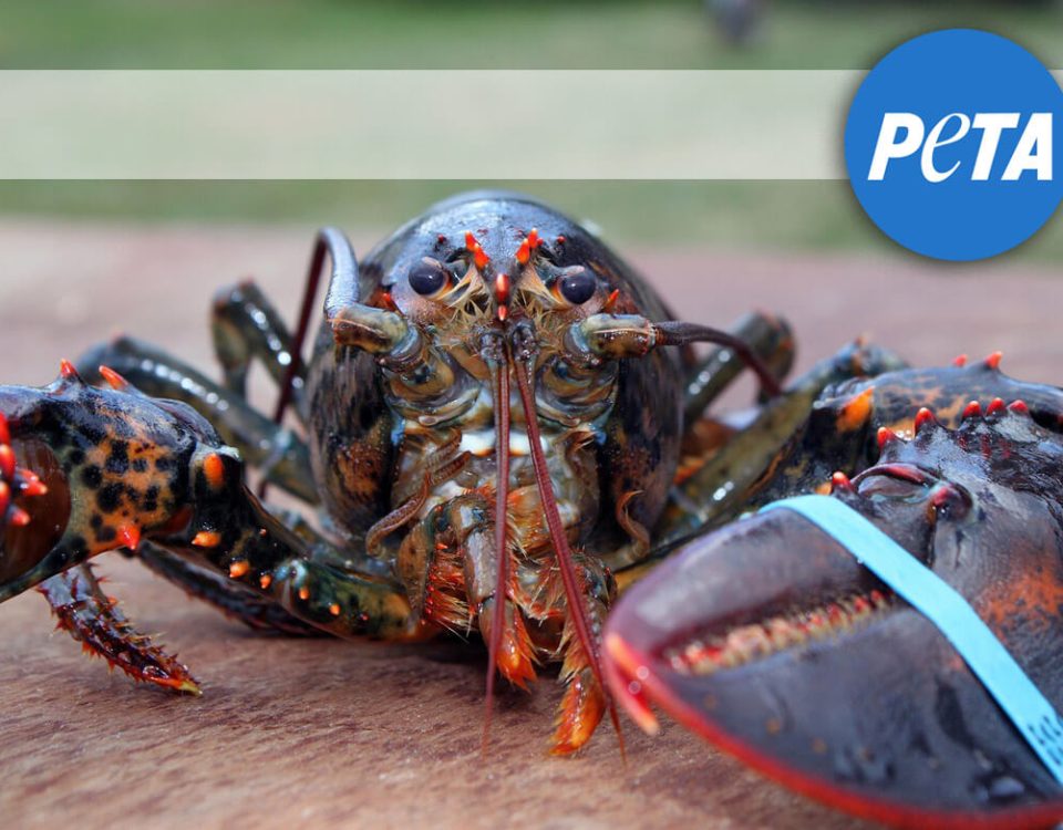 lobster-peta-nebstock