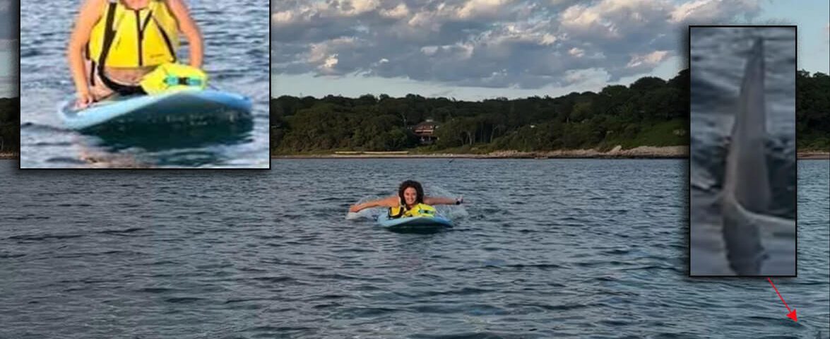 shark-encounter-paddleboard-photo-m-cronin