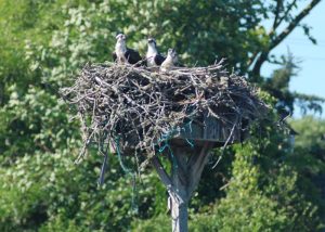 harwich-port-tr-osprey