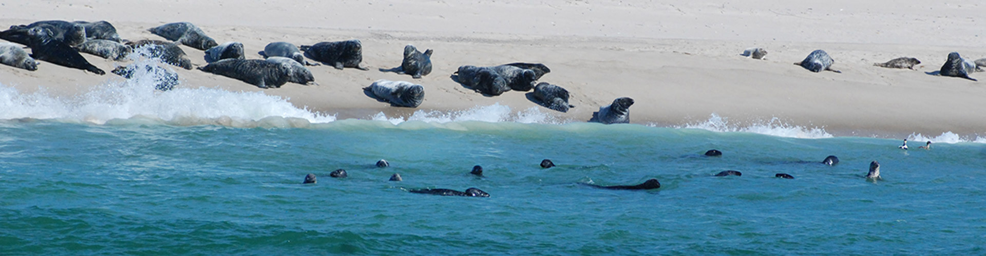 monomy-island-tr-seals-top-image-1920x500