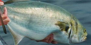 bluefish-tr-800x400