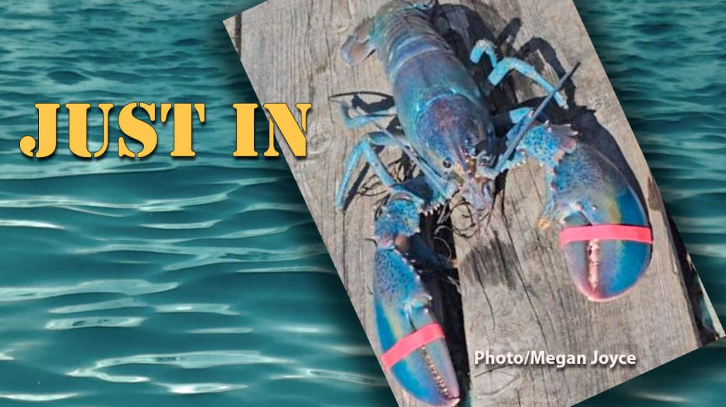 Rare Cotton Candy Lobster Caught Off Maine