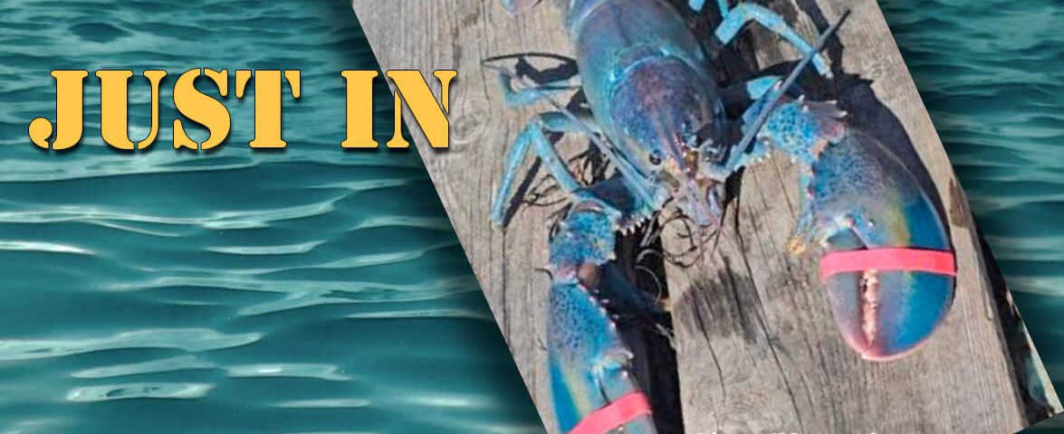 just-in-news-cotten-candy-lobster