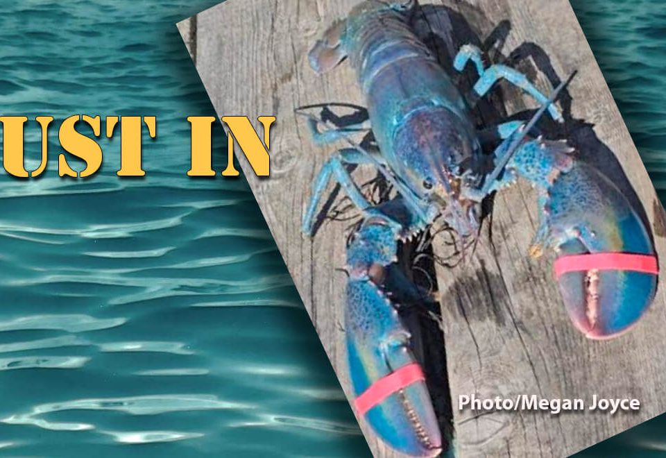 just-in-news-cotten-candy-lobster