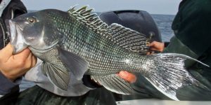 seabass-tr-800x400