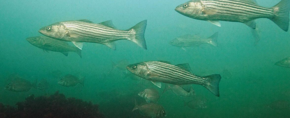 stripers-scup-tr-800x400